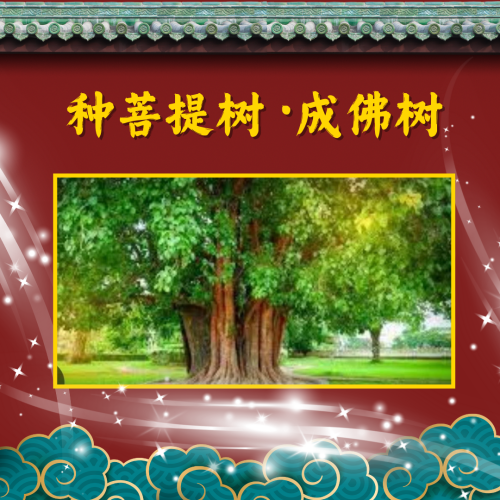 万福寺 种菩提树·成佛树